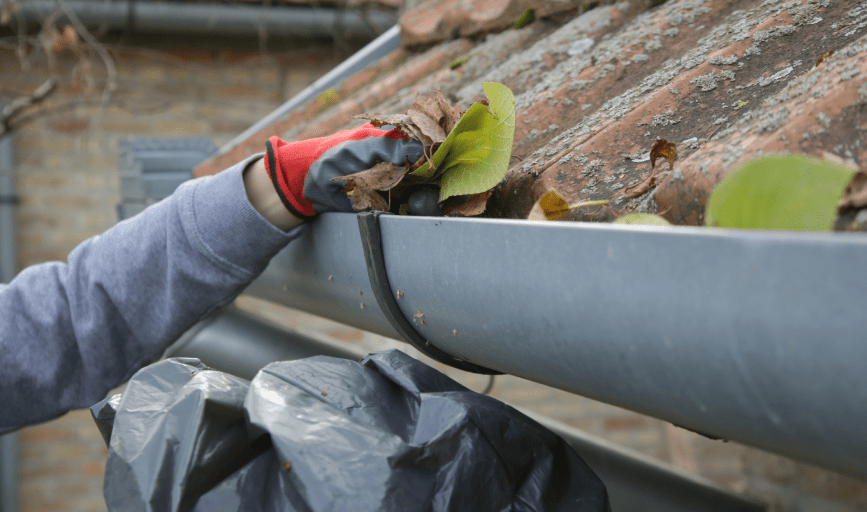 Mango Tree Home Service