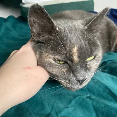 PET SITTING