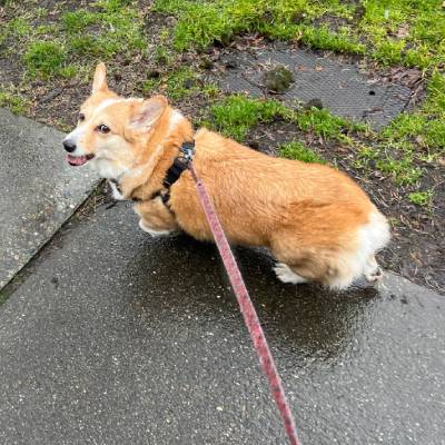 DOG WALKING