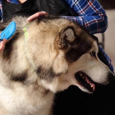 PET DROP-INS