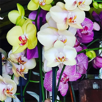 SPECIAL OCCASION ORCHID ARRANGEMENTS