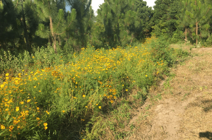 Piney Woods RV Lots