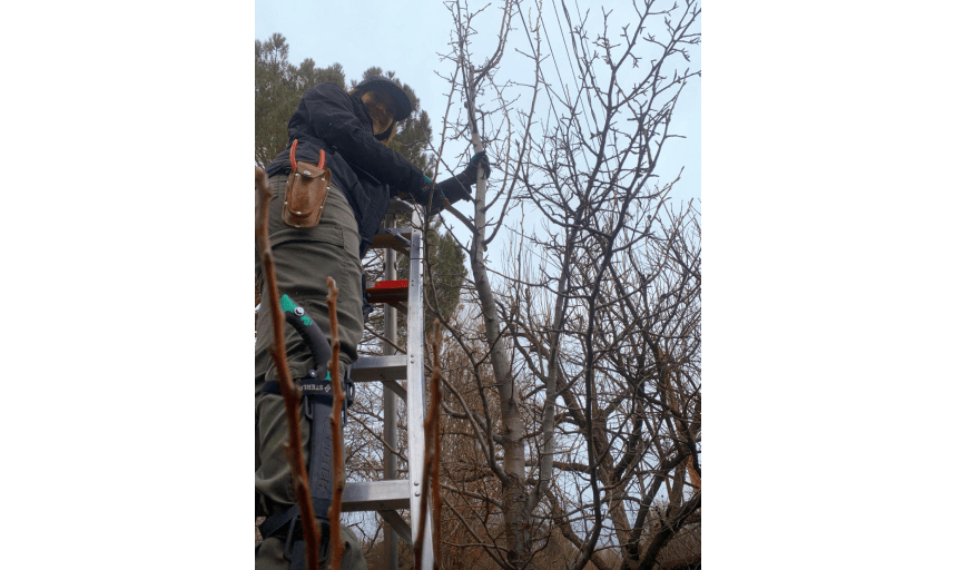 Climb It High Tree Experts