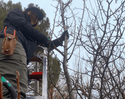 FRUIT TREE PRUNING