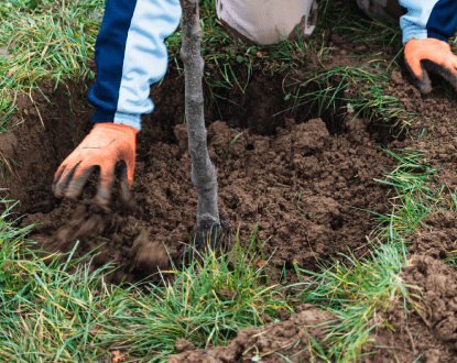 TREE PLANTING