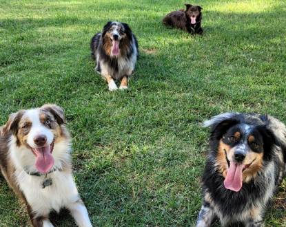 WORKING AUSTRALIAN SHEPHERD