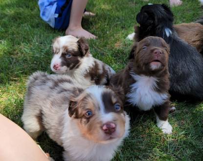 PUPPIES FOR SALE