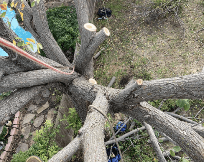 TREE PRUNING