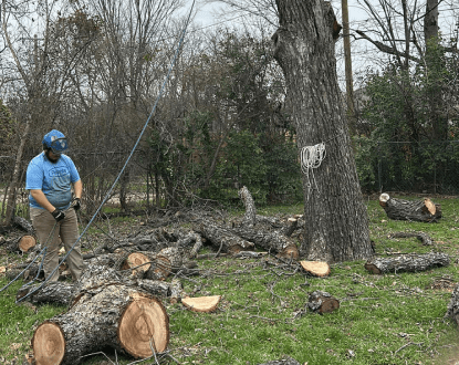 TREE REMOVAL