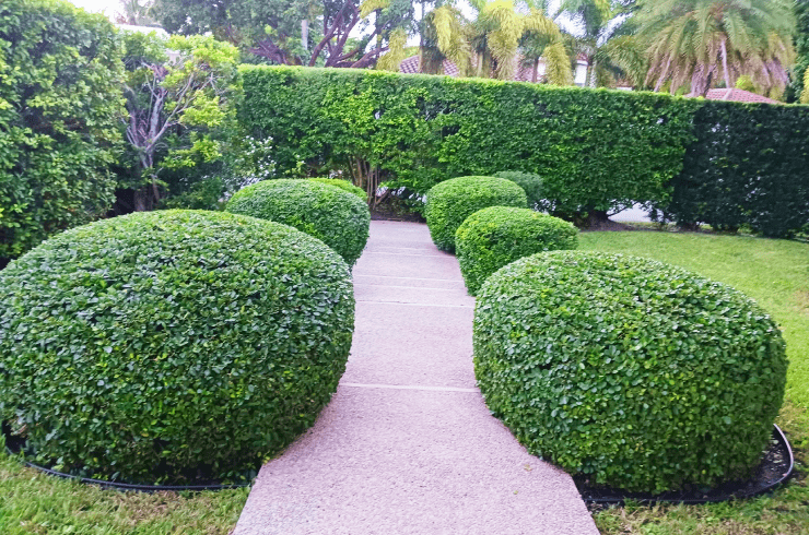 Victor Landscaping Services