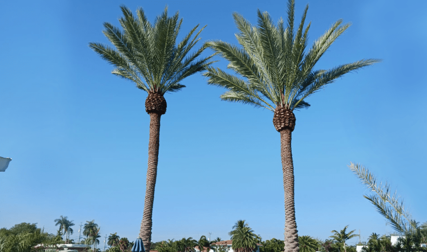 Victor Landscaping Services