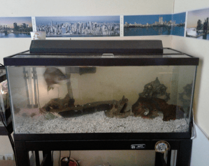 FRESHWATER AQUARIUM CLEANING