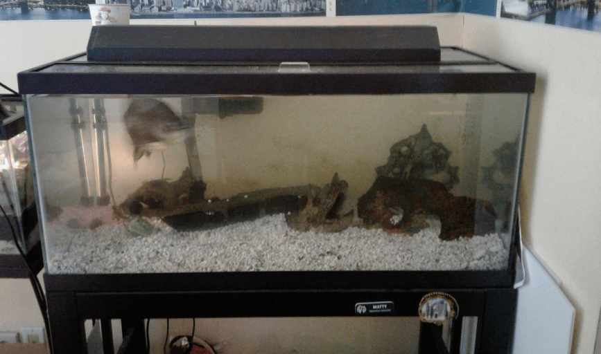 Andrew Perrin Animal Services