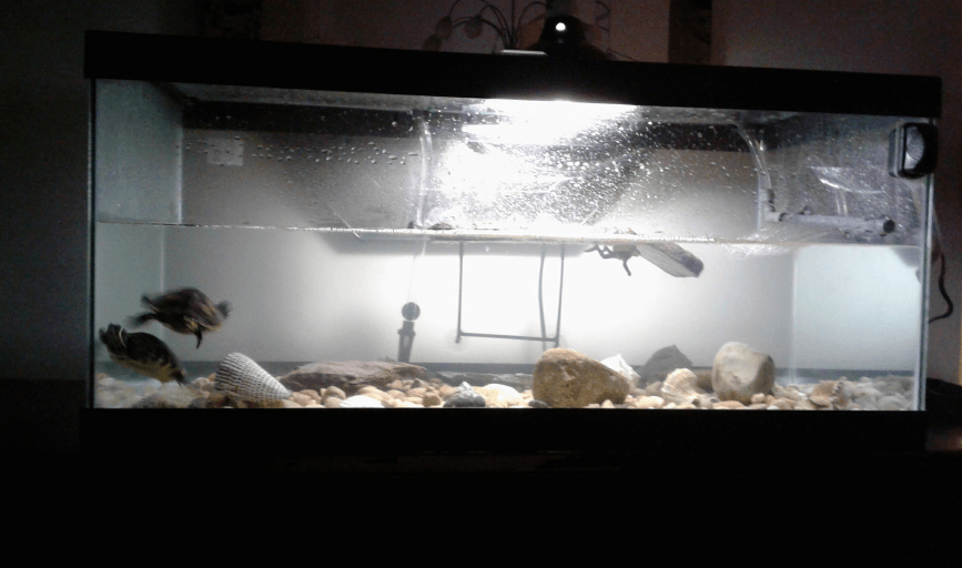 Andrew Perrin Animal Services