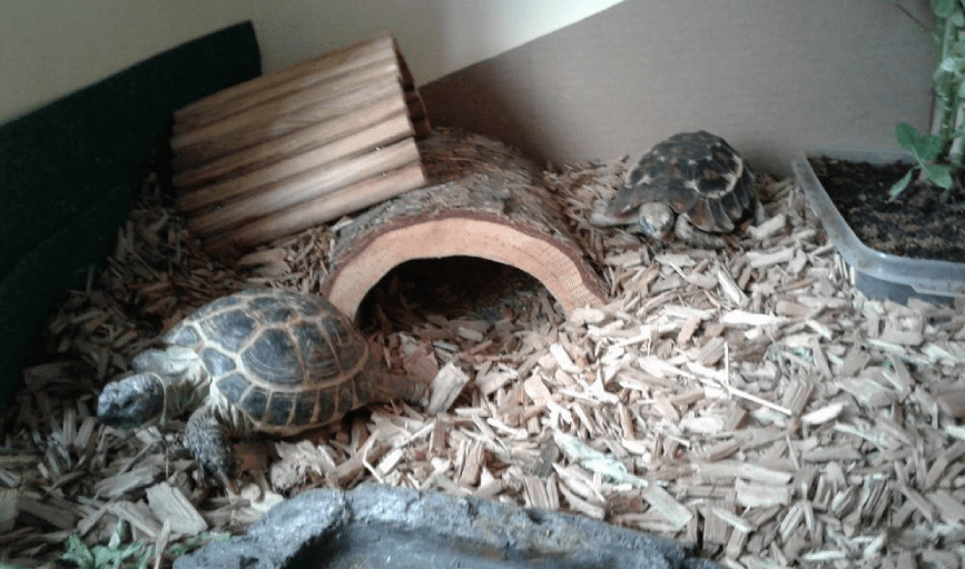 Andrew Perrin Animal Services