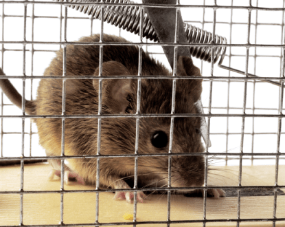 RODENT REMOVAL