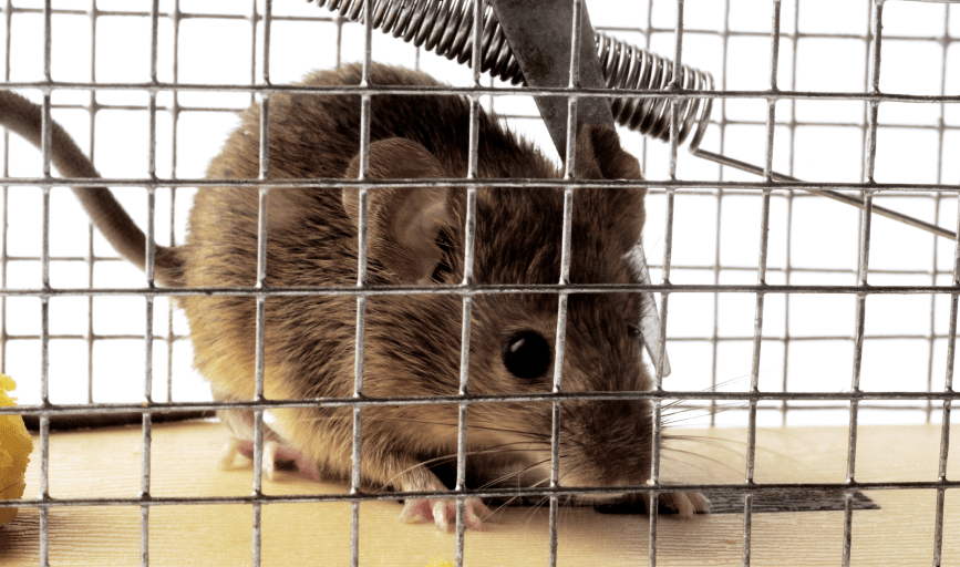 Snows Home Exclusion