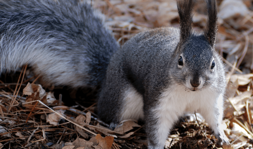 Snows Home Exclusion