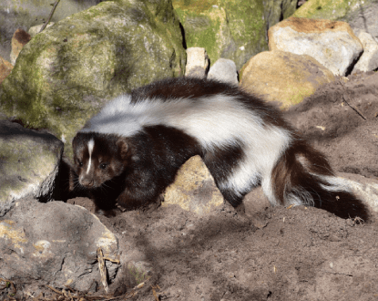 SKUNK REMOVAL