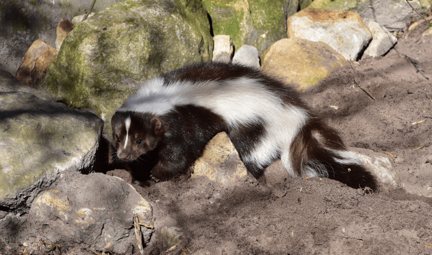 Snows Home Exclusion