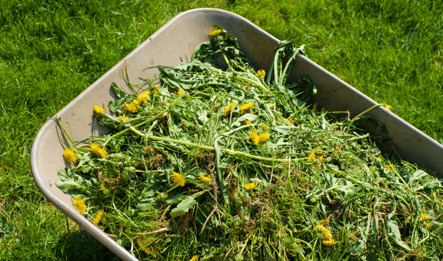 Bright Beginnings Landscapes