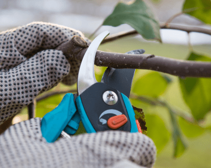 TREE TRIMMING SERVICE