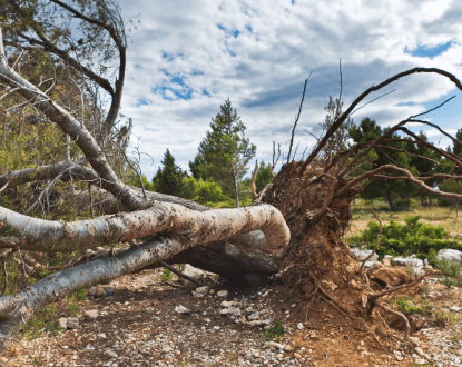 TREE REMOVAL SERVICE