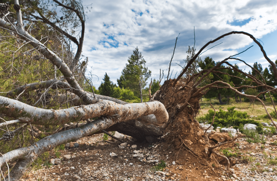 Moreira's Landscaping