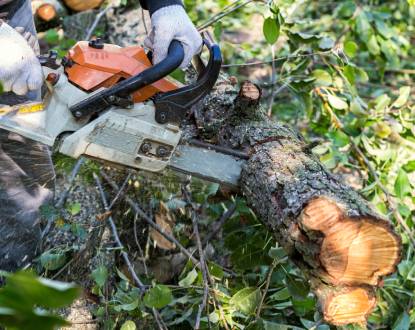 TREE CUTTING SERVICE