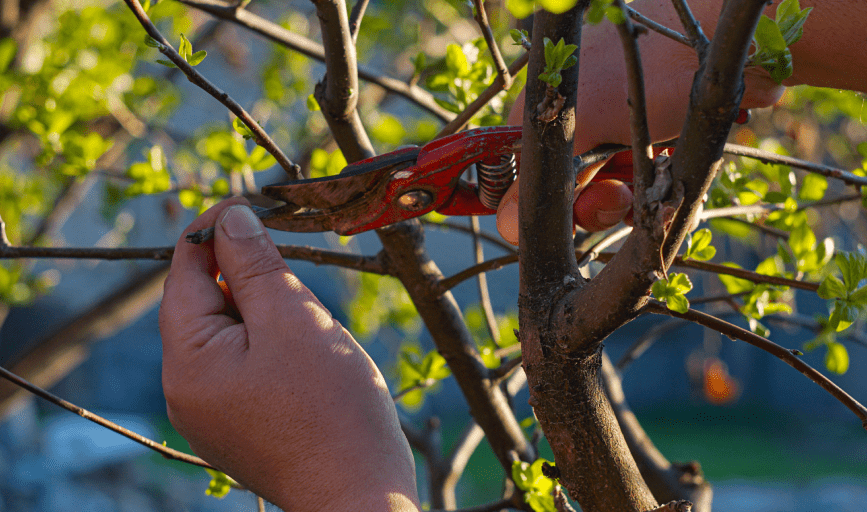 Tidewater Green Environmental Services