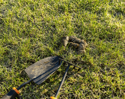 PET POOP CLEANING SERVICES