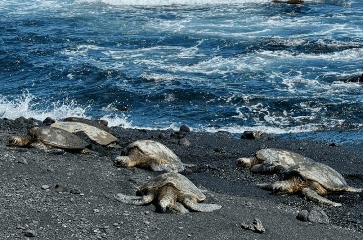 Dave's Shuttle Service