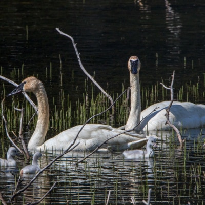 WILDLIFE TOURS