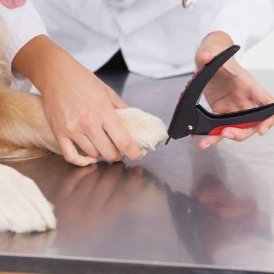 DOG NAIL TRIM