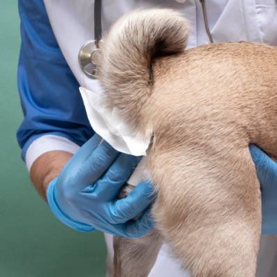 ANAL GLAND EXPRESSION