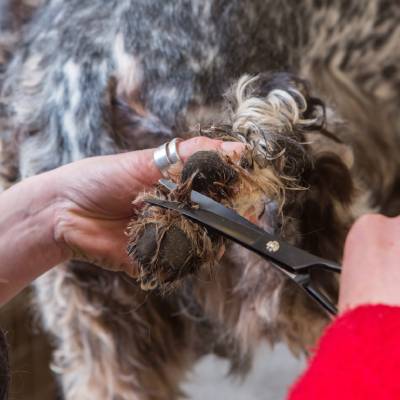PET GROOMING