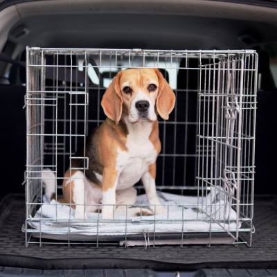 PET TRANSPORT SERVICES