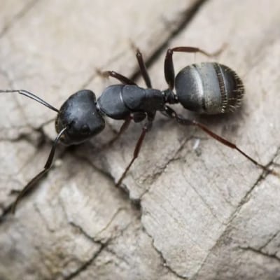 EMERGENCY PEST CONTROL