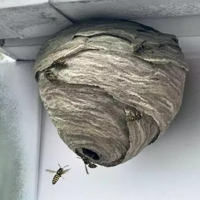 RESIDENTIAL PEST CONTROL SERVICE