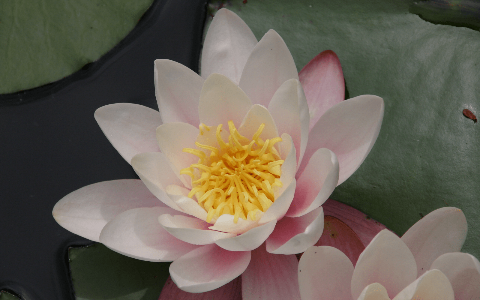 Metaphysical Counseling Services