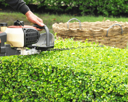 HEDGE TRIMMING