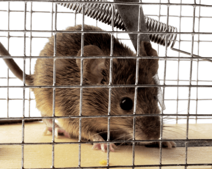 RODENT CONTROL