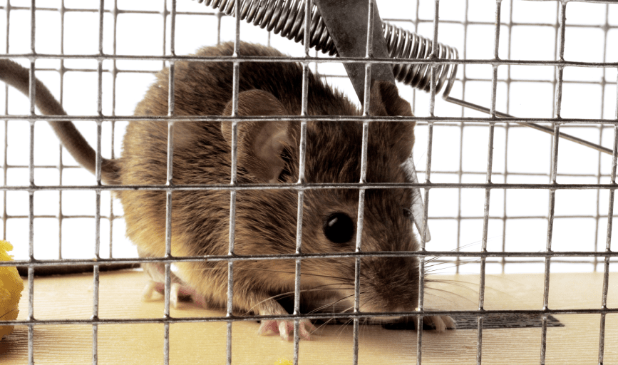 Sheriff Pest Control