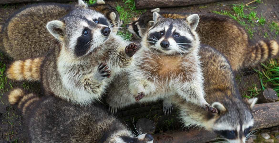Xtreme Pro Wildlife Removal
