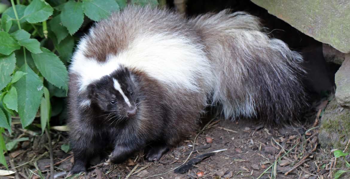 Xtreme Pro Wildlife Removal