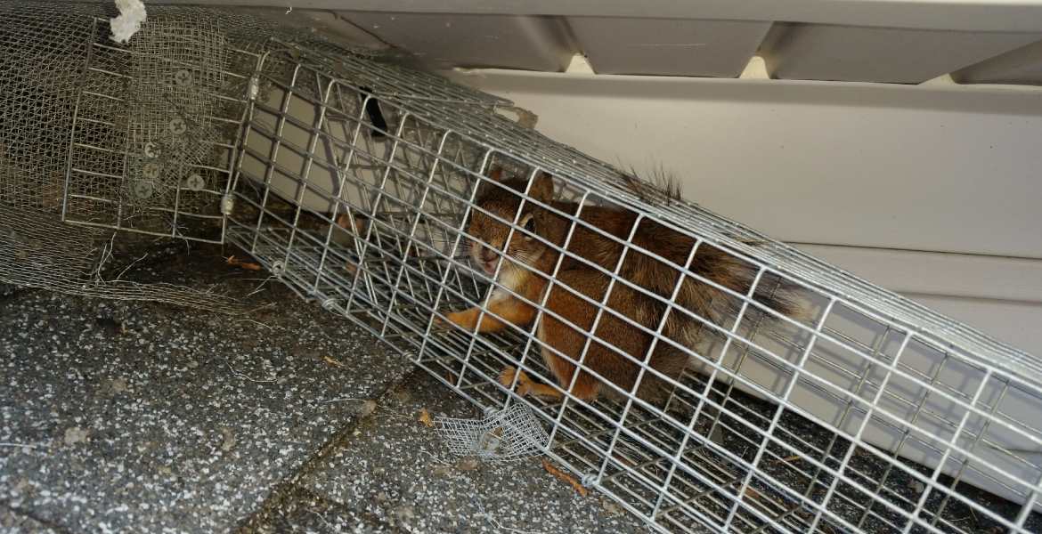 Xtreme Pro Wildlife Removal