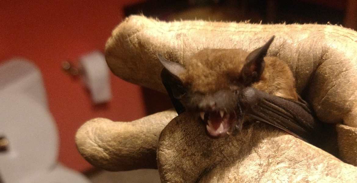 Xtreme Pro Wildlife Removal