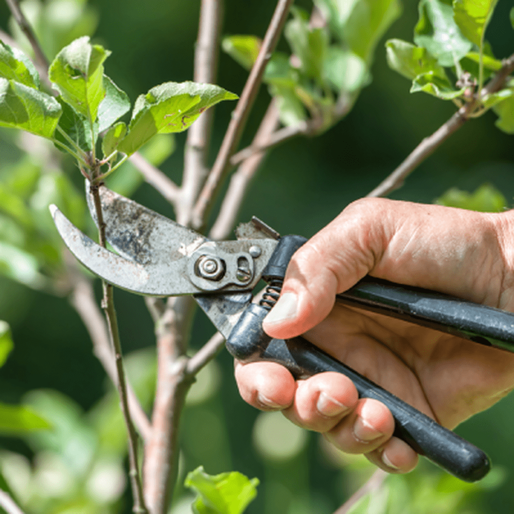 TREE CARE