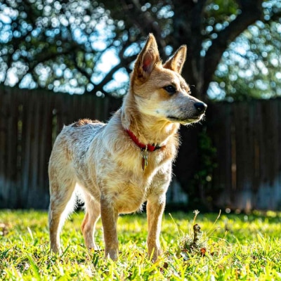 PET WASTE MANAGEMENT