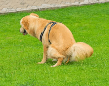 COMMERCIAL PET WASTE CLEANUP